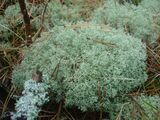 Cladonia rangiferina 2.jpg