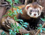 Mustela eversmanni amurensis.jpg