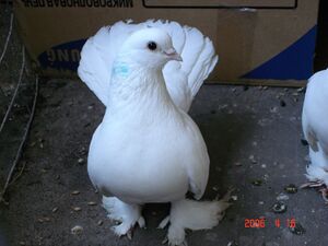 Луганский статный космоногий голубь.jpg