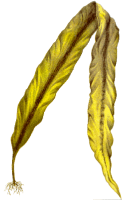 Форумдары бар барлық секс сайттары