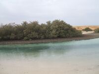 Мангровые кусты.JPG