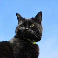 Котик хью.webp