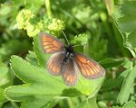 Erebia kefersteinii1.jpg