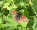 Erebia kefersteinii1.jpg
