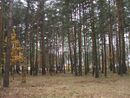 Парк в Курорте.JPG