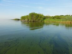 Ханкайские плавни.jpeg