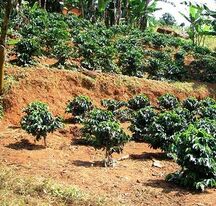 Кофейный сад.jpg